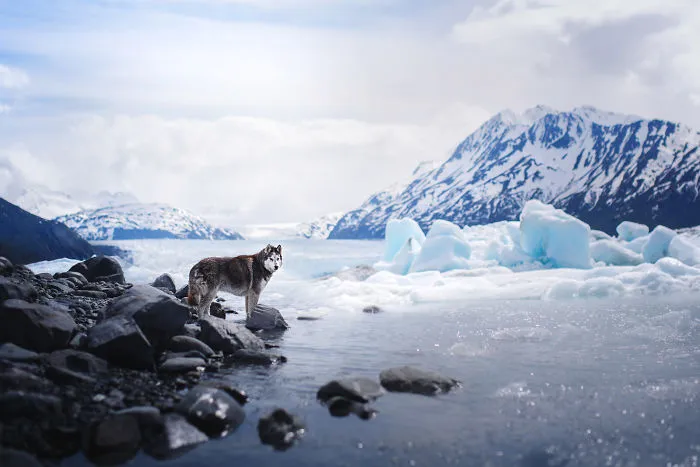 Adventurous Dogs In Breathtaking Landscapes: I Photographed Four-Legged Models In Norway, Iceland And Alaska (30 Pics)