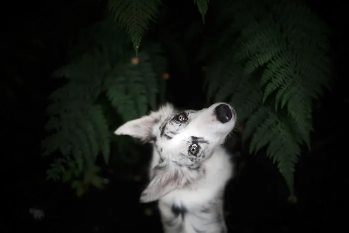 Adventurous Dogs In Breathtaking Landscapes: I Photographed Four-Legged Models In Norway, Iceland And Alaska (30 Pics)