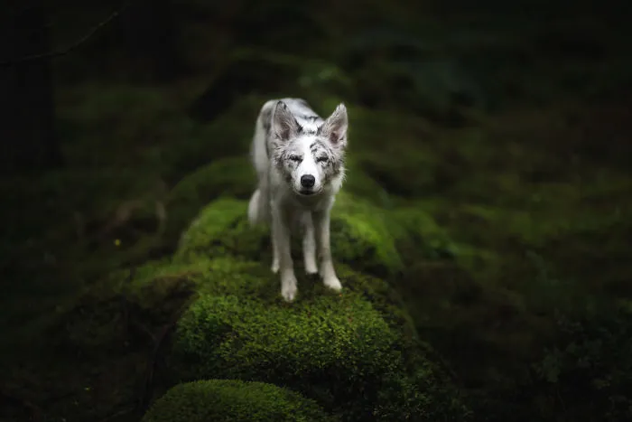 Adventurous Dogs In Breathtaking Landscapes: I Photographed Four-Legged Models In Norway, Iceland And Alaska (30 Pics)