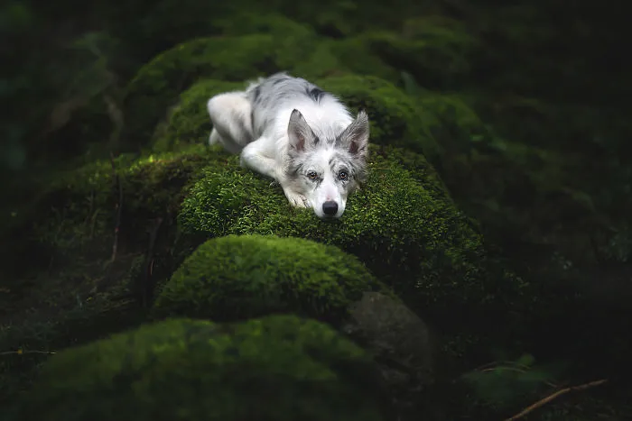 Adventurous Dogs In Breathtaking Landscapes: I Photographed Four-Legged Models In Norway, Iceland And Alaska (30 Pics)