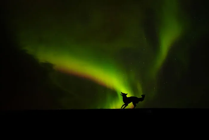 Adventurous Dogs In Breathtaking Landscapes: I Photographed Four-Legged Models In Norway, Iceland And Alaska (30 Pics)