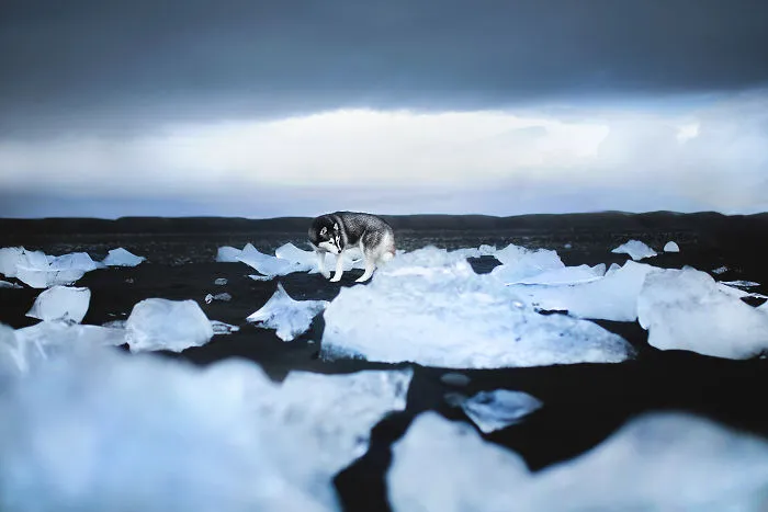 Adventurous Dogs In Breathtaking Landscapes: I Photographed Four-Legged Models In Norway, Iceland And Alaska (30 Pics)