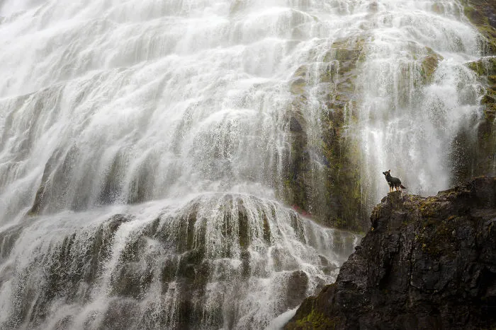 Adventurous Dogs In Breathtaking Landscapes: I Photographed Four-Legged Models In Norway, Iceland And Alaska (30 Pics)