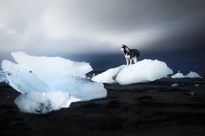 Adventurous Dogs In Breathtaking Landscapes: I Photographed Four-Legged Models In Norway, Iceland And Alaska (30 Pics)