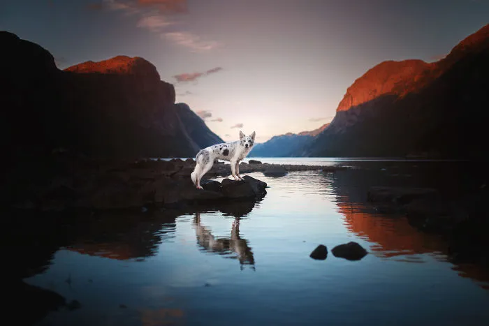 Adventurous Dogs In Breathtaking Landscapes: I Photographed Four-Legged Models In Norway, Iceland And Alaska (30 Pics)