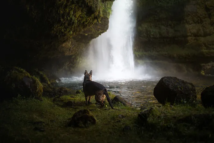 Adventurous Dogs In Breathtaking Landscapes: I Photographed Four-Legged Models In Norway, Iceland And Alaska (30 Pics)