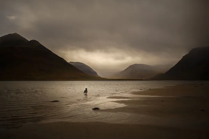 Adventurous Dogs In Breathtaking Landscapes: I Photographed Four-Legged Models In Norway, Iceland And Alaska (30 Pics)