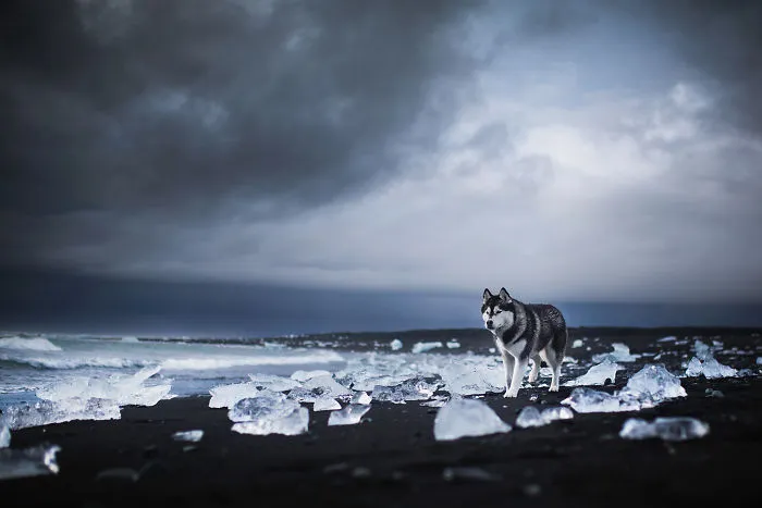 Adventurous Dogs In Breathtaking Landscapes: I Photographed Four-Legged Models In Norway, Iceland And Alaska (30 Pics)