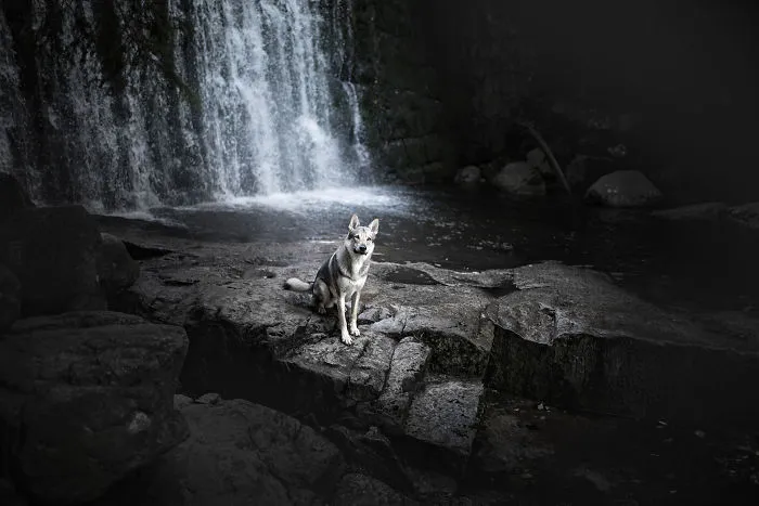 Adventurous Dogs In Breathtaking Landscapes: I Photographed Four-Legged Models In Norway, Iceland And Alaska (30 Pics)