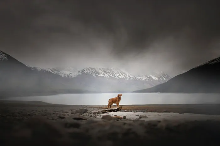 Adventurous Dogs In Breathtaking Landscapes: I Photographed Four-Legged Models In Norway, Iceland And Alaska (30 Pics)