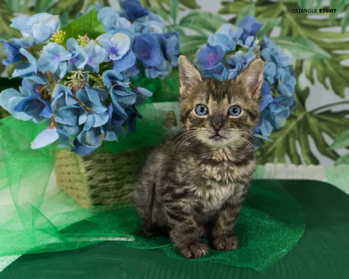 Photographer From Latvia Makes Photos Of Homeless Cats
