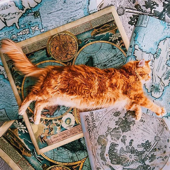 I Photograph The Adventures Of My Cat (30 Pics)