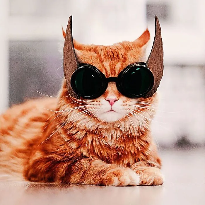 I Photograph The Adventures Of My Cat (30 Pics)