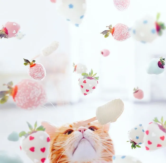 I Photograph The Adventures Of My Cat (30 Pics)