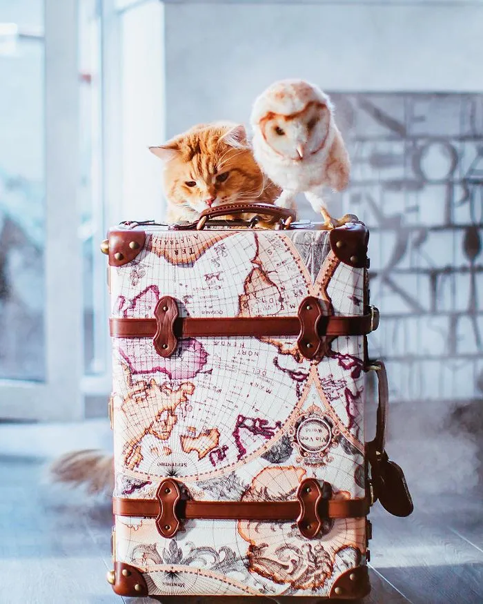 I Photograph The Adventures Of My Cat (30 Pics)