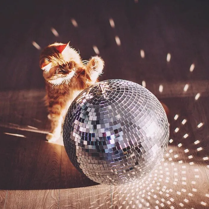 I Photograph The Adventures Of My Cat (30 Pics)