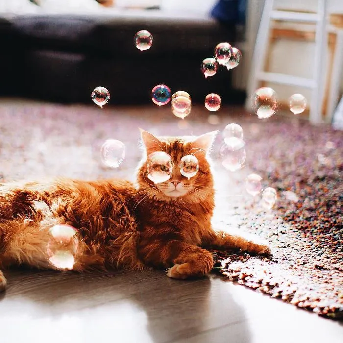 I Photograph The Adventures Of My Cat (30 Pics)