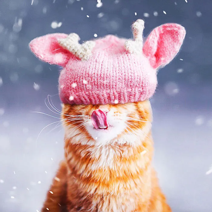 I Photograph The Adventures Of My Cat (30 Pics)