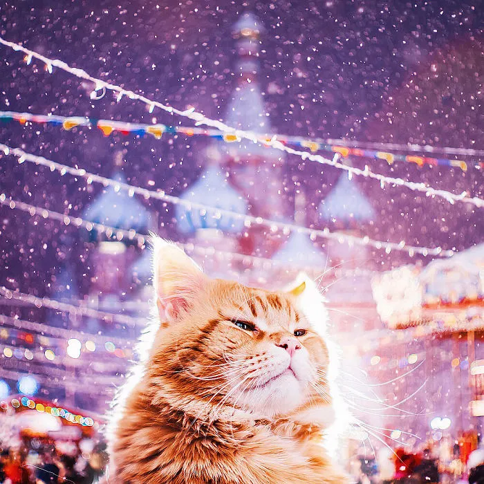 I Photograph The Adventures Of My Cat (30 Pics)