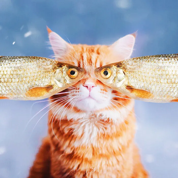 I Photograph The Adventures Of My Cat (30 Pics)