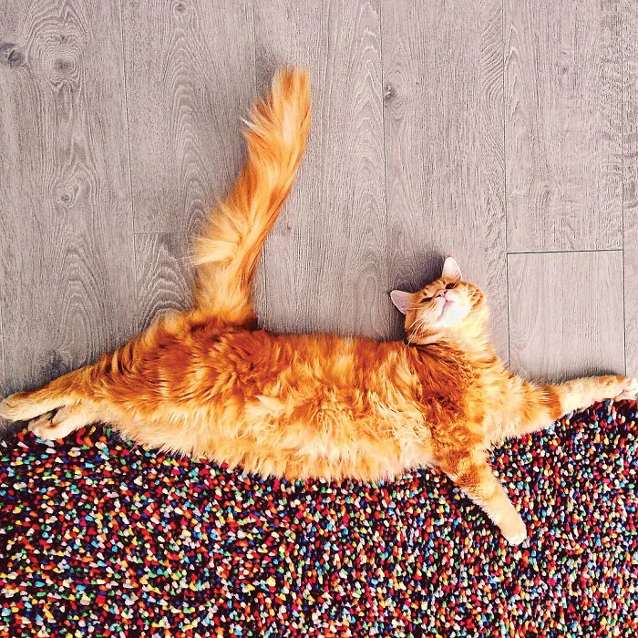 I Photograph The Adventures Of My Cat (30 Pics)