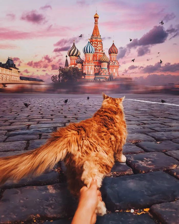 I Photograph The Adventures Of My Cat (30 Pics)
