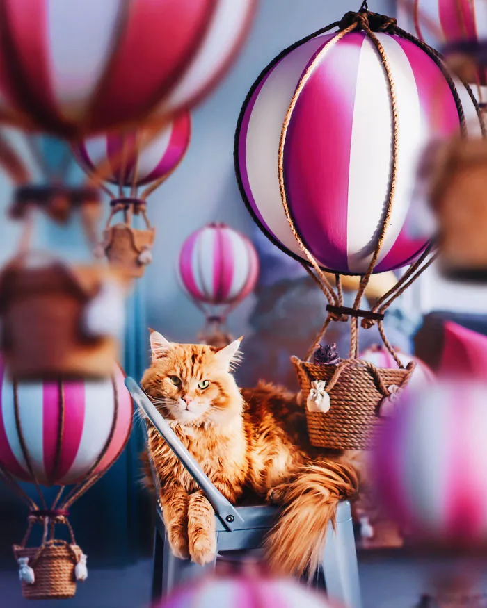 I Photograph The Adventures Of My Cat (30 Pics)