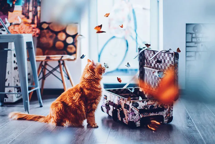 I Photograph The Adventures Of My Cat (30 Pics)