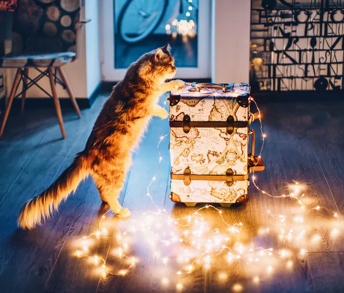 I Photograph The Adventures Of My Cat (30 Pics)
