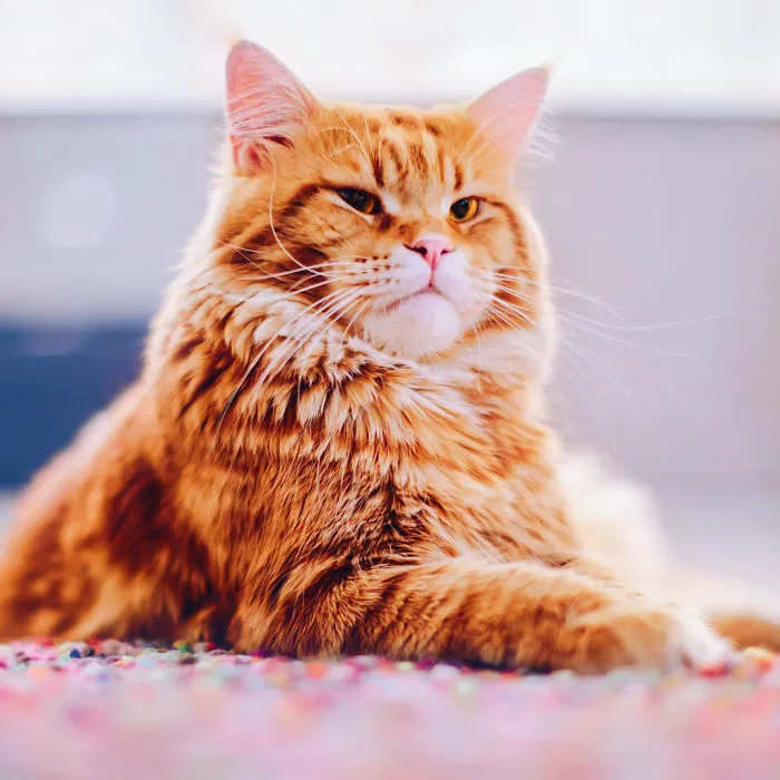 I Photograph The Adventures Of My Cat (30 Pics)