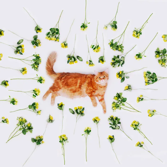 I Photograph The Adventures Of My Cat (30 Pics)