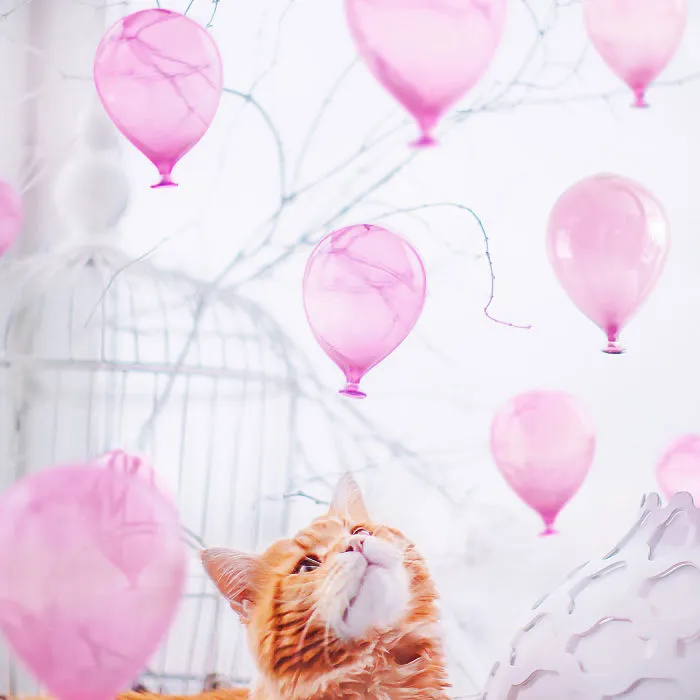 I Photograph The Adventures Of My Cat (30 Pics)