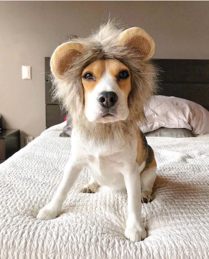 The Most Famous 15 Dogs Of Instagram