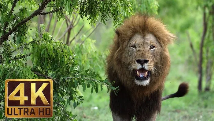 4k African Wildlife | African Nature Showreel