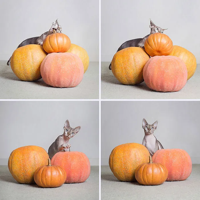 I Photograph Animals Every Halloween