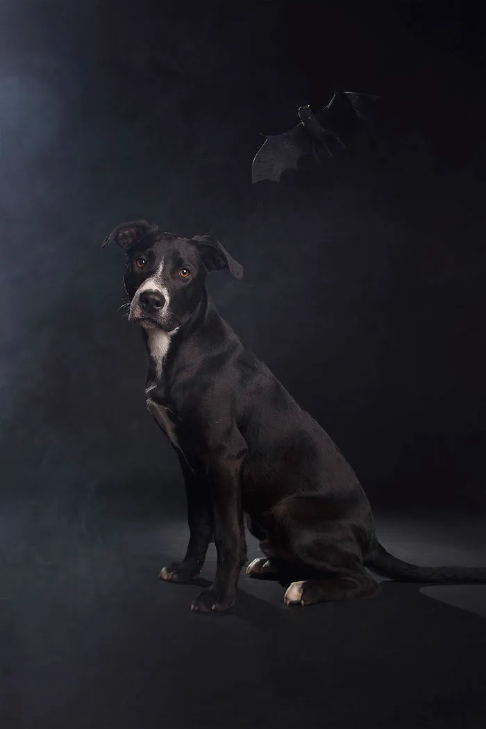 I Photograph Animals Every Halloween