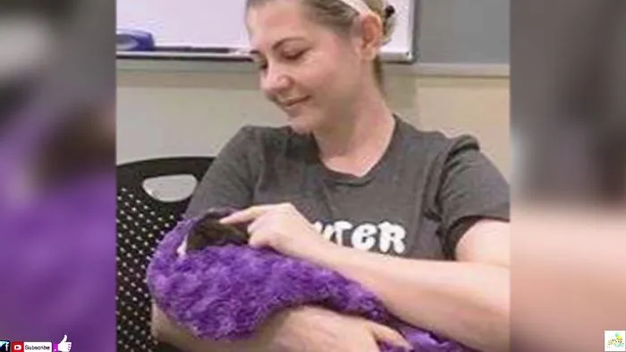 This Kitten’s Ears Had Been Cruelly Cut Off, So A Volunteer Fashioned Some Adorable Replacements