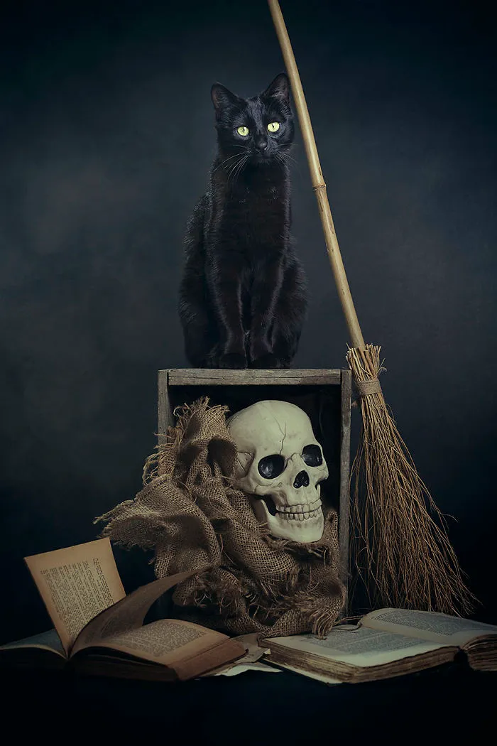 I Photograph Animals Every Halloween