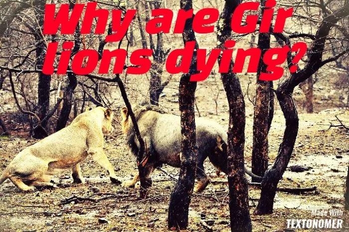 Why Are Gir Lions Dying In India?