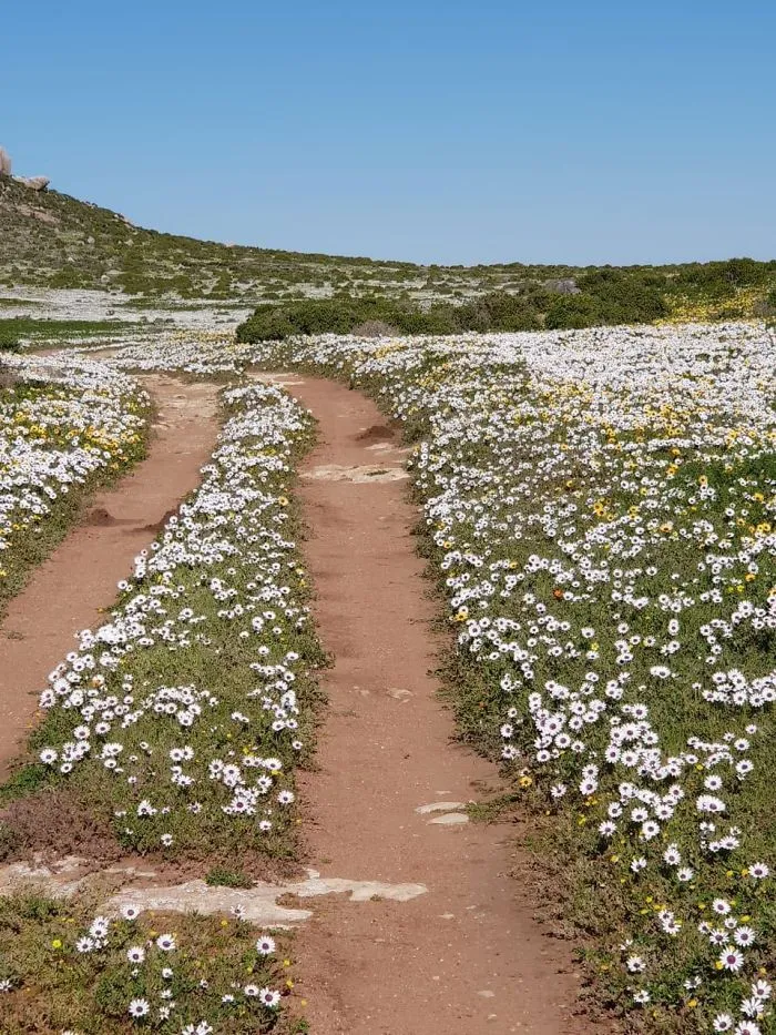 Why Daily Life In South Africa Is So Magical