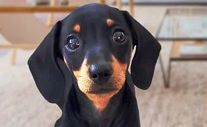 Funny Dachshund Dogs Compilation