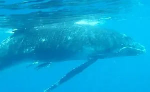 Me And The Whales And The Deep Blue Ocean