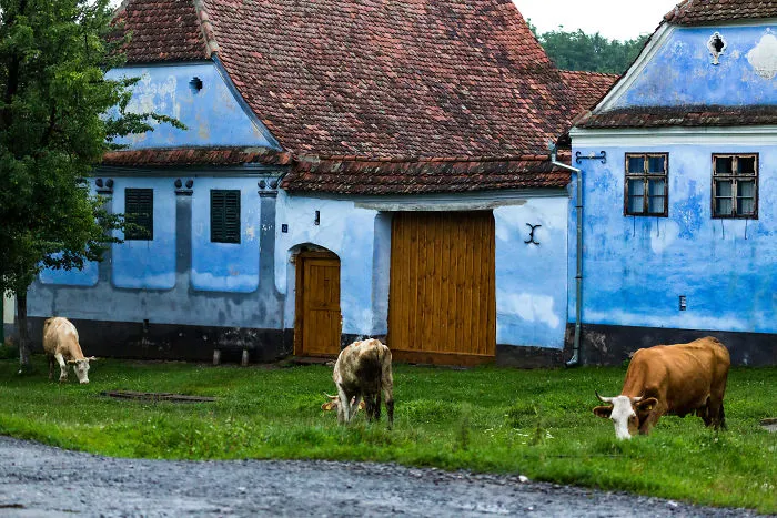 I Have Been Looking For Dracula In Transylvania, But I Found This Instead