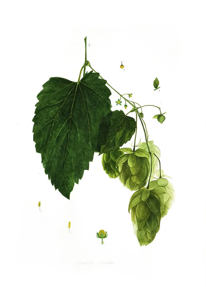 Hops