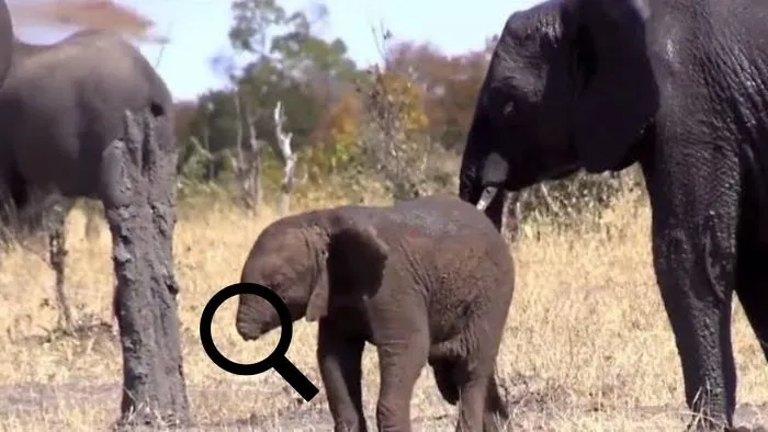 This Baby Elephant Tragically Lost Its Trunk, And Experts Are Fearful About Whether It Can Survive