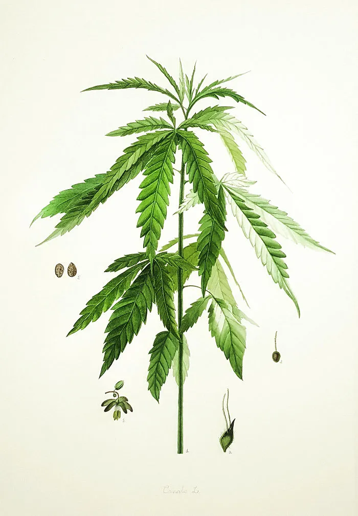 Cannabis