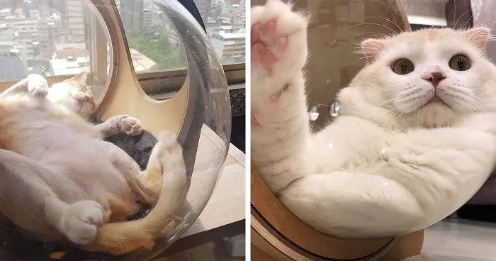 This Company Creates Spaceship-Inspired Cat Beds And It Costs $97