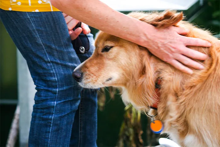 Dar mimos o comida a perros de desconocidos. Nunca sabes los hábitos de esos perros o si son alérgicos. Si el dueño te dice que no, hazle caso
