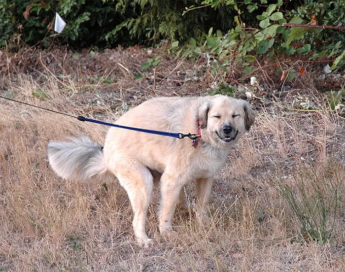 No limpiar las cacas de tu perro. Tardas menos en recogerla y tirarla que en pisarla y limpiarte el zapato, y no digamos librarte del olor