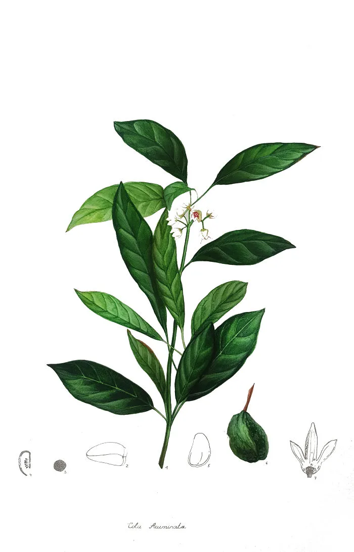 Cola Tree